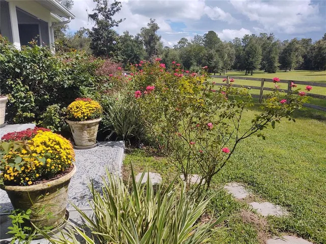 a view of a tree in a yard