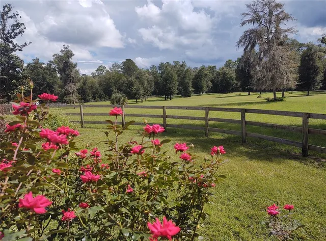 a view of a yard with plants and large trees