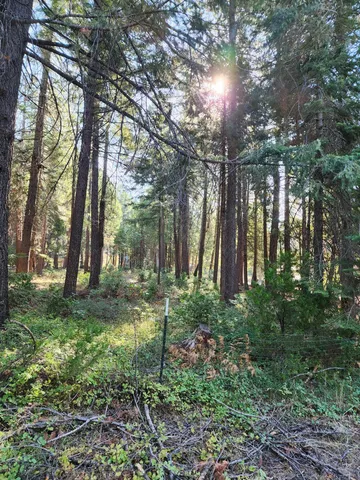 a view of backyard with green space