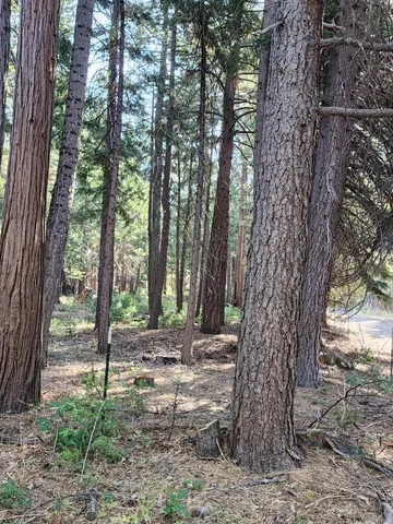 a view of a yard with a tree
