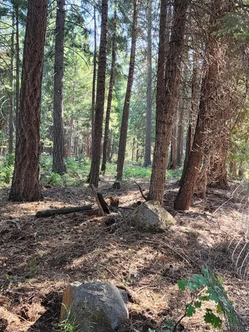a view of a forest with trees