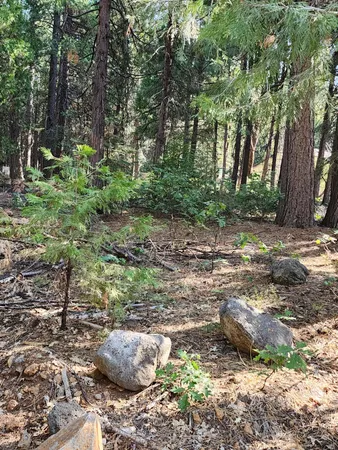 a lawn chair and trees