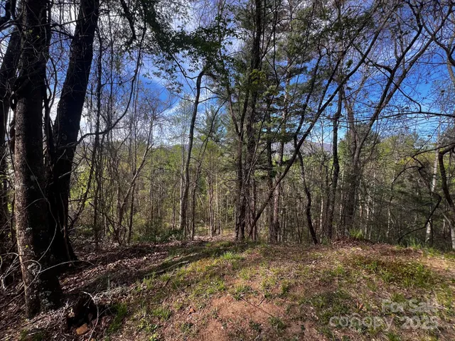 a view of backyard with tree
