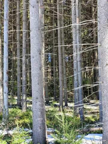 $75,000 | 210 Cow Hill Road, Peacham, VT 05873