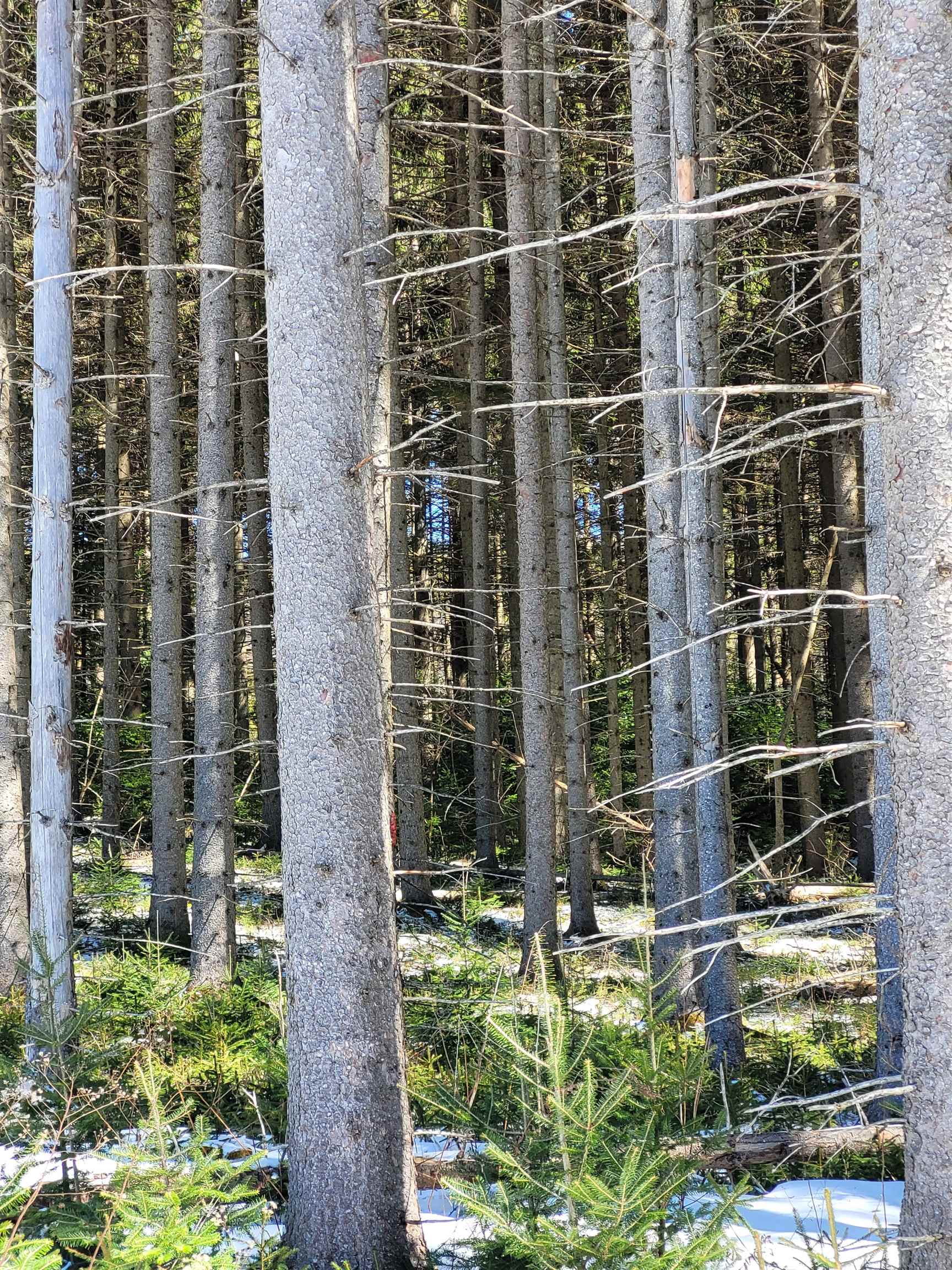 210 Cow Hill Road Peacham, VT 05873 - Photo 2 of 12