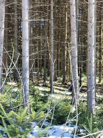 $75,000 | 210 Cow Hill Road, Peacham, VT 05873