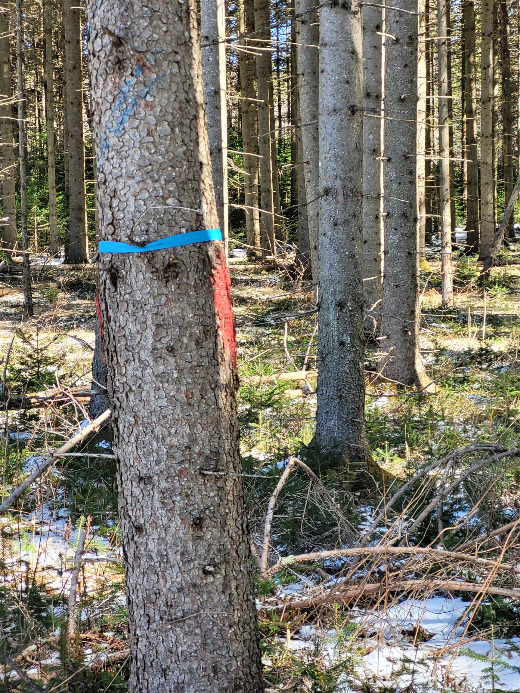 210 Cow Hill Road Peacham, VT 05873 - Photo 6 of 12