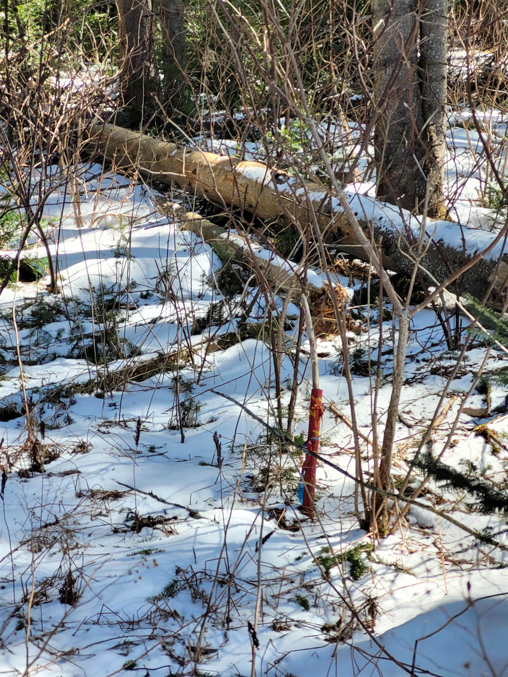 210 Cow Hill Road Peacham, VT 05873 - Photo 7 of 12