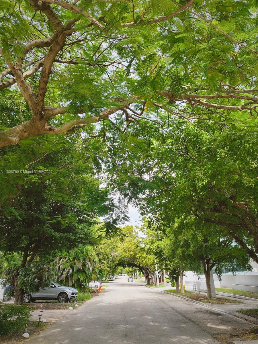 234 Southwest 22nd Road Miami, FL 33129 - Photo 3 of 31 a picture of tree
