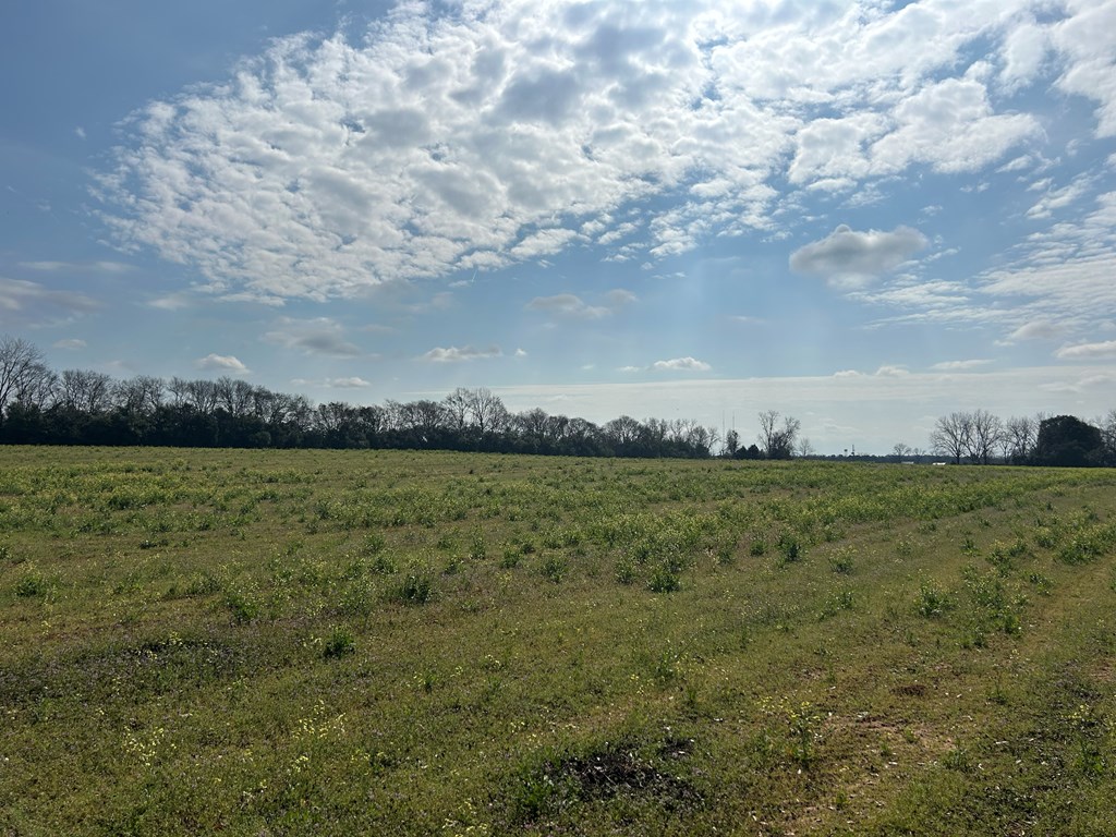 17.99-ac 17.99-ac Wicksburd Road Newton, AL 36352 - Photo 18 of 22
