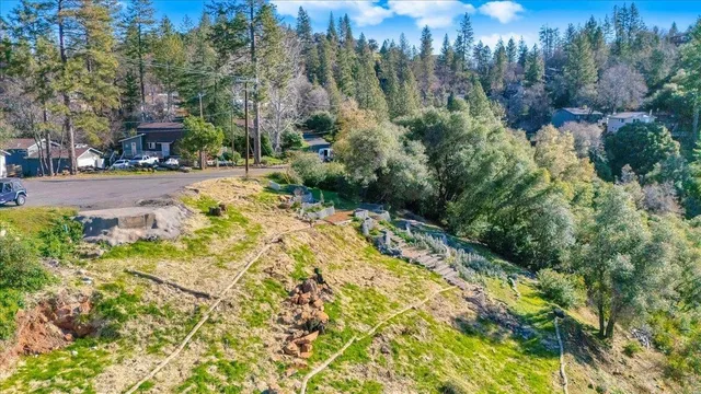 a view of a yard with plants and large trees