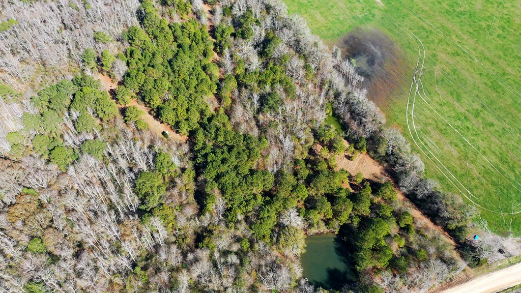 46-acres Post Oak Road Slocomb, AL 36375 - Photo 13 of 24
