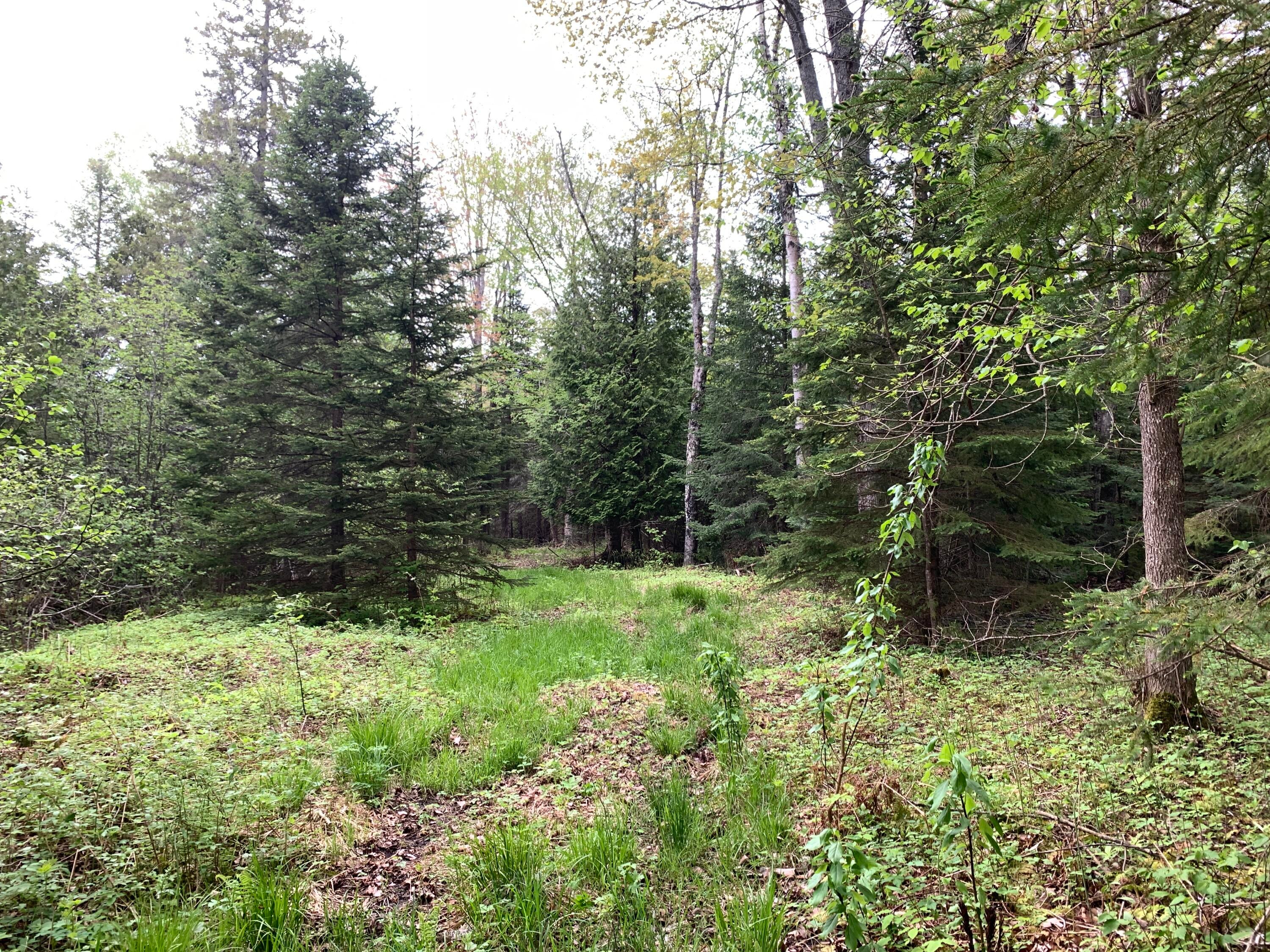Walker Road Moran, MI 49760 - Photo 15 of 40 Gallery Image 15