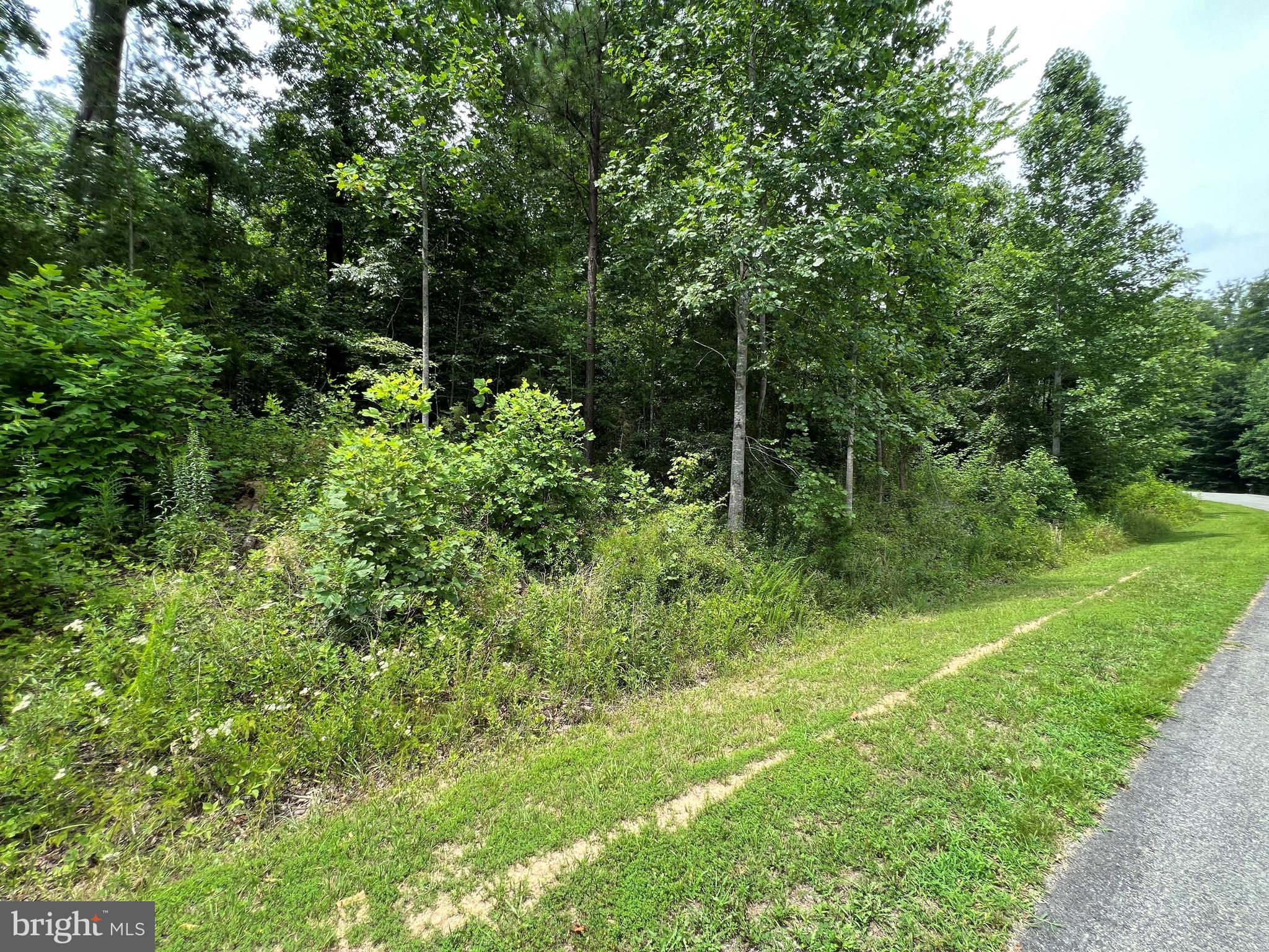 Highlander Path Mineral, VA 23117 - Photo 4 of 9 a view of a lush green forest with large trees