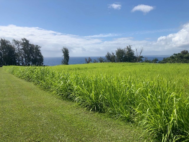 79 Loa Road, Unit 79 Pepeekeo, HI 96783 - Photo 6 of 8 a view of a green field with lots of green space