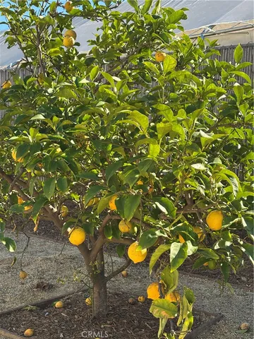 a view of a tree in a backyard