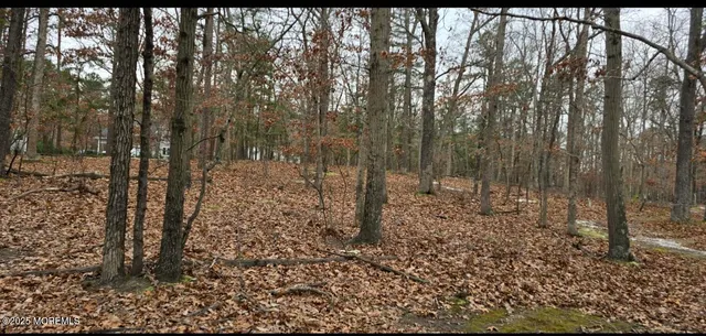 a view of a forest filled with trees