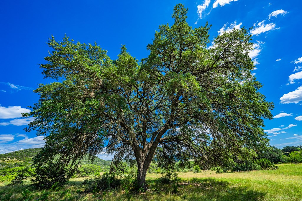 3392 Benton Creek Road Medina, TX 78055 - Photo 21 of 32