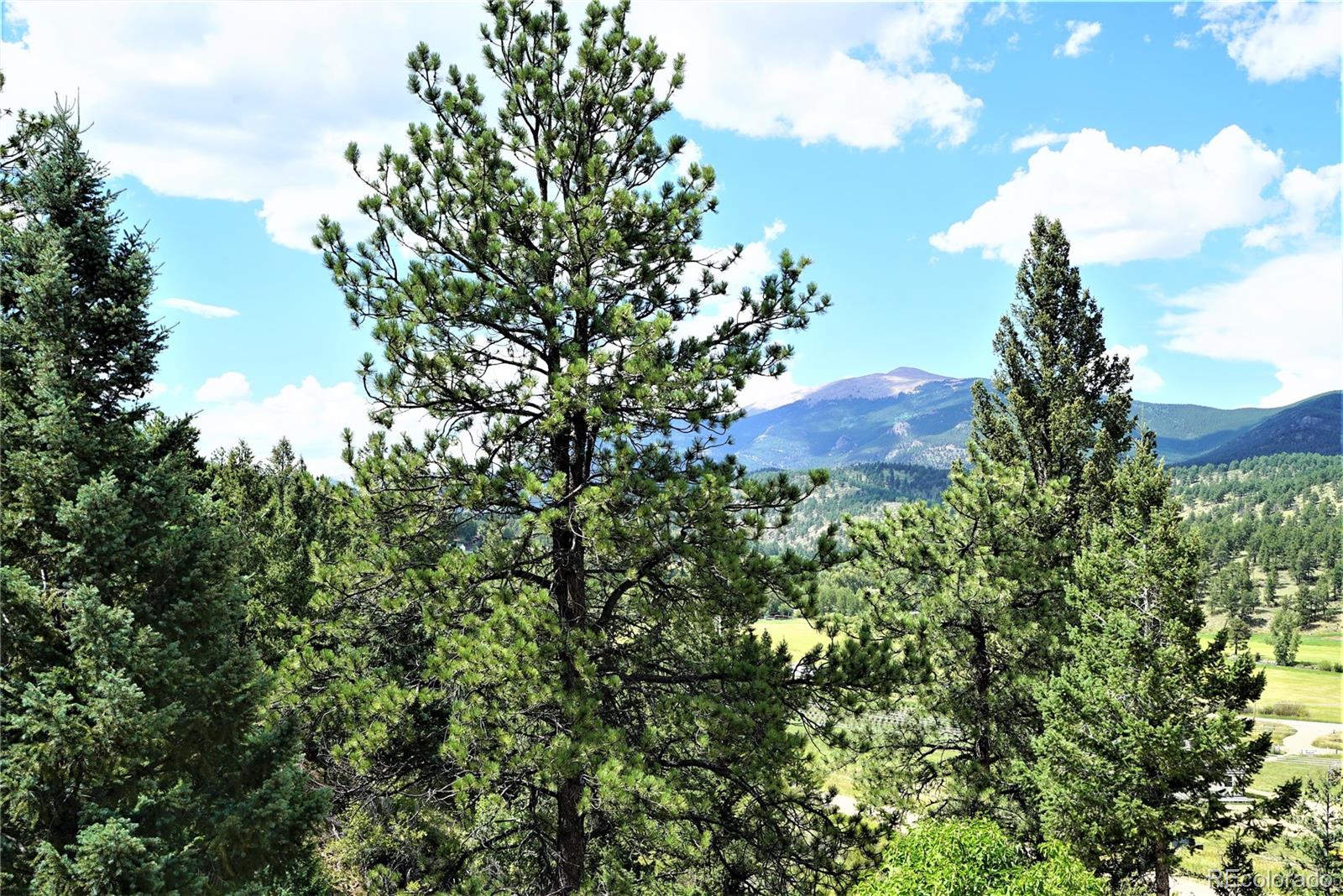336 County Road 64 Shawnee, CO 80475 - Photo 37 of 40 a view of a tree in a garden