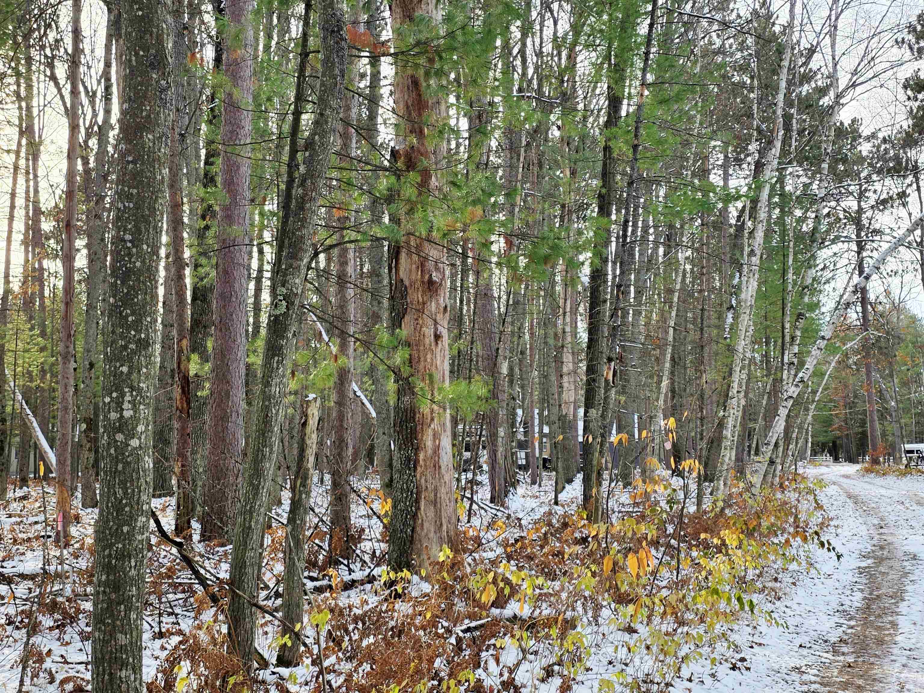 Lot 18 Kingsley Road Grayling, MI 49738 - Photo 1 of 15 1940505-ac6481bb-ca4f-4718-b0ba-85122567d31f.JPG