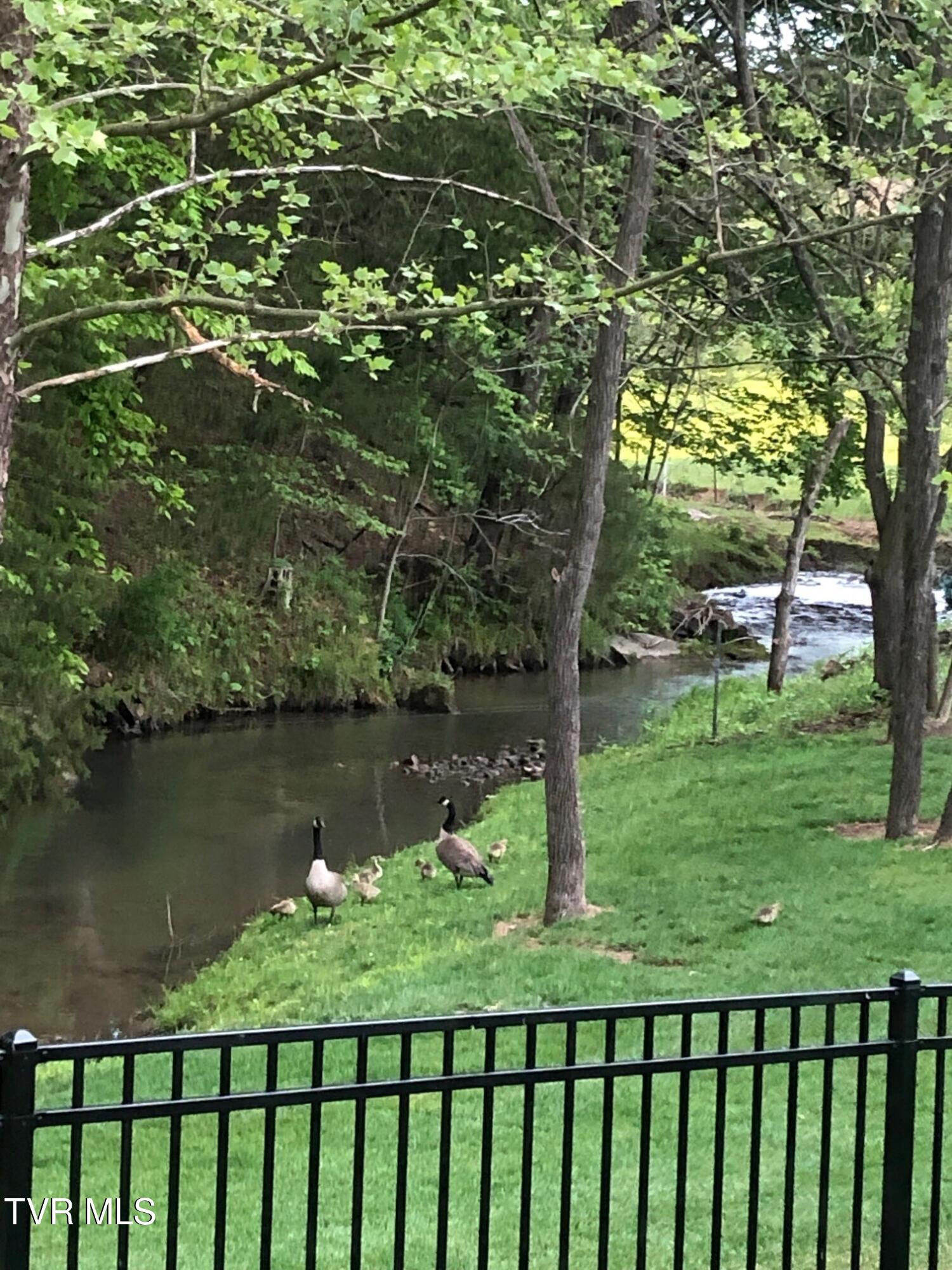 375 Middle Creek Road Afton, TN 37616 - Photo 89 of 119 Geese 01