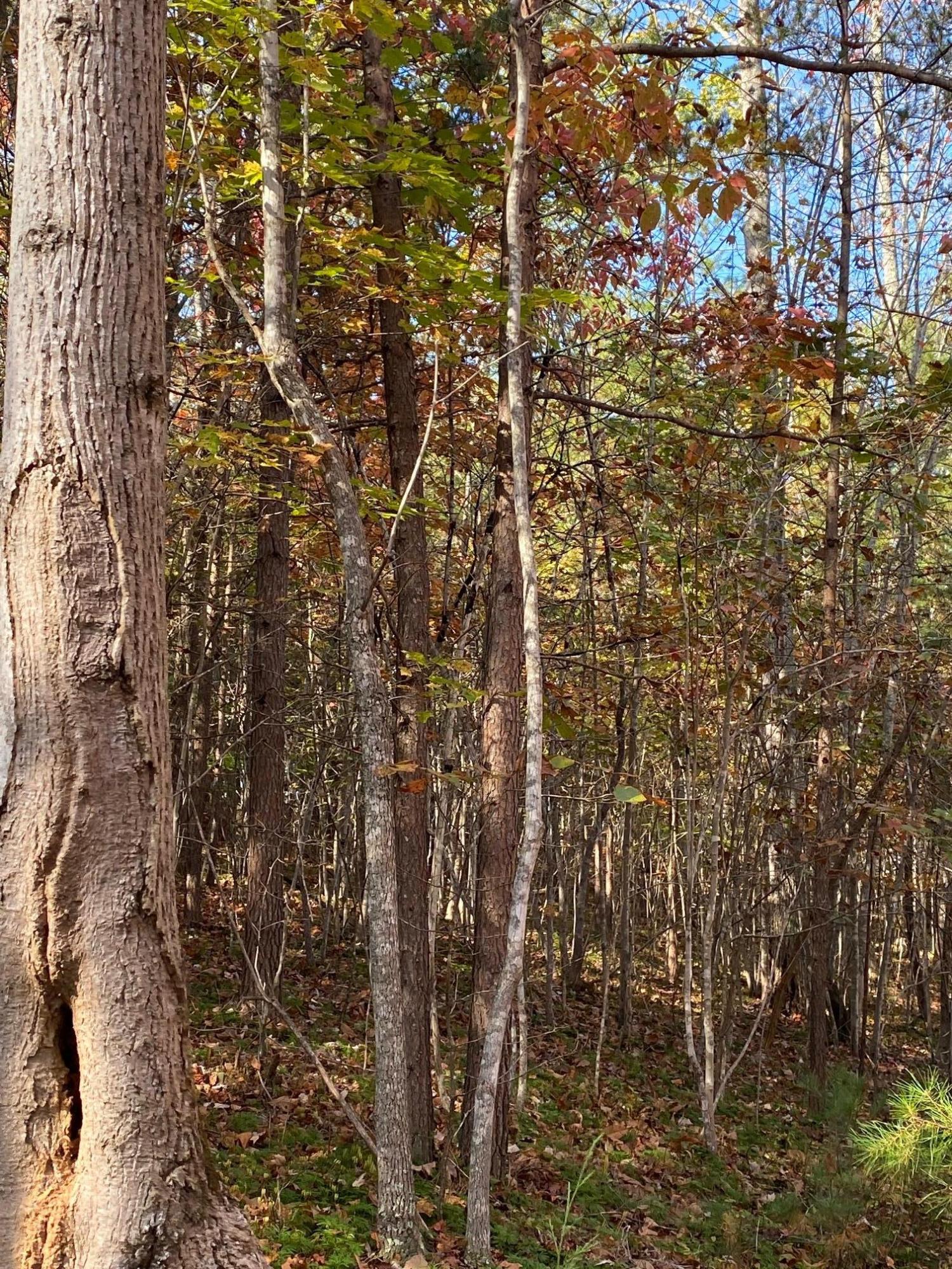 Lot 2 Trading Post Road Huddleston, VA 24104 - Photo 18 of 24 Wooded lot