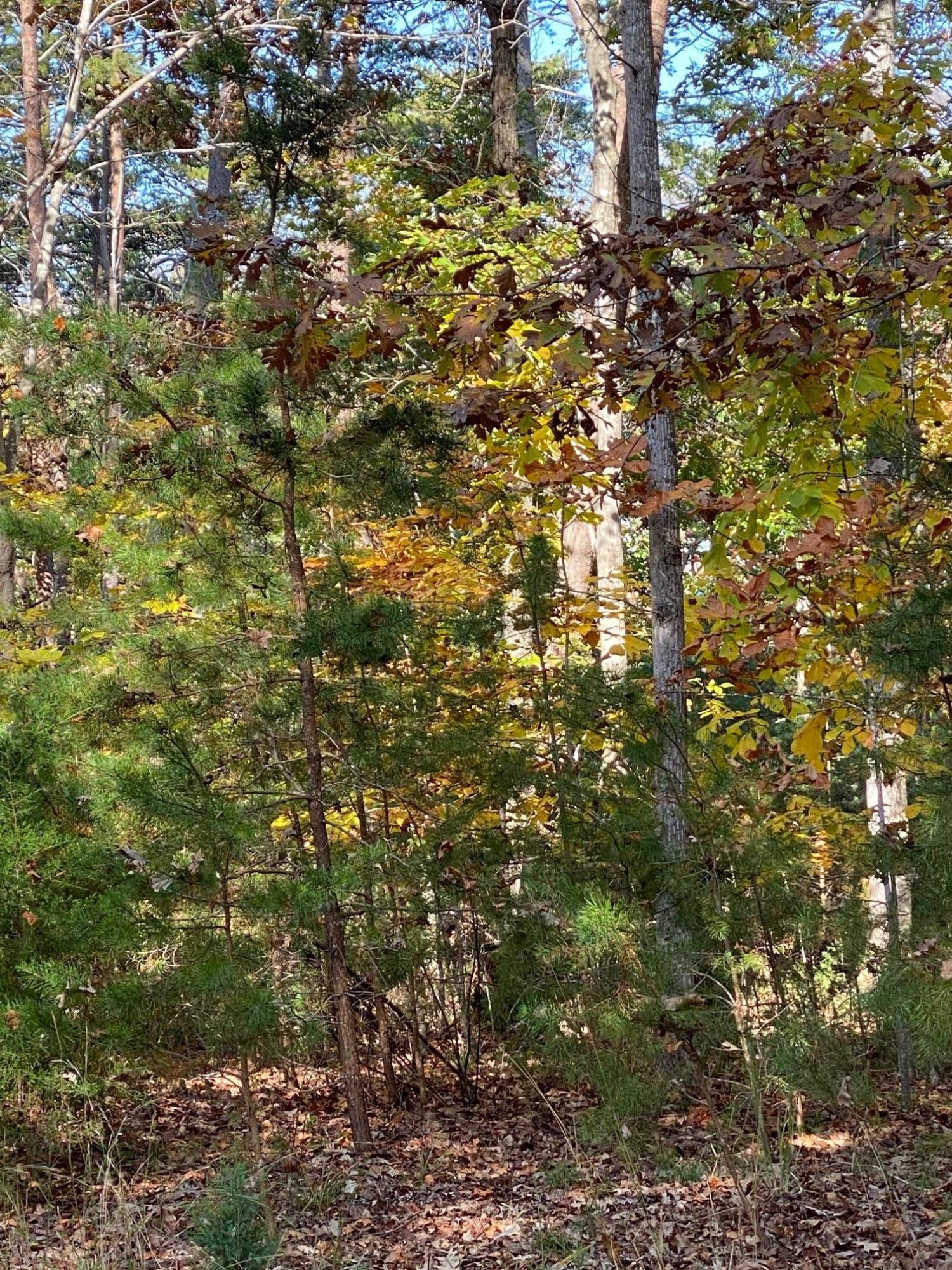 Lot 2 Trading Post Road Huddleston, VA 24104 - Photo 19 of 24 Variety of Hardwoods