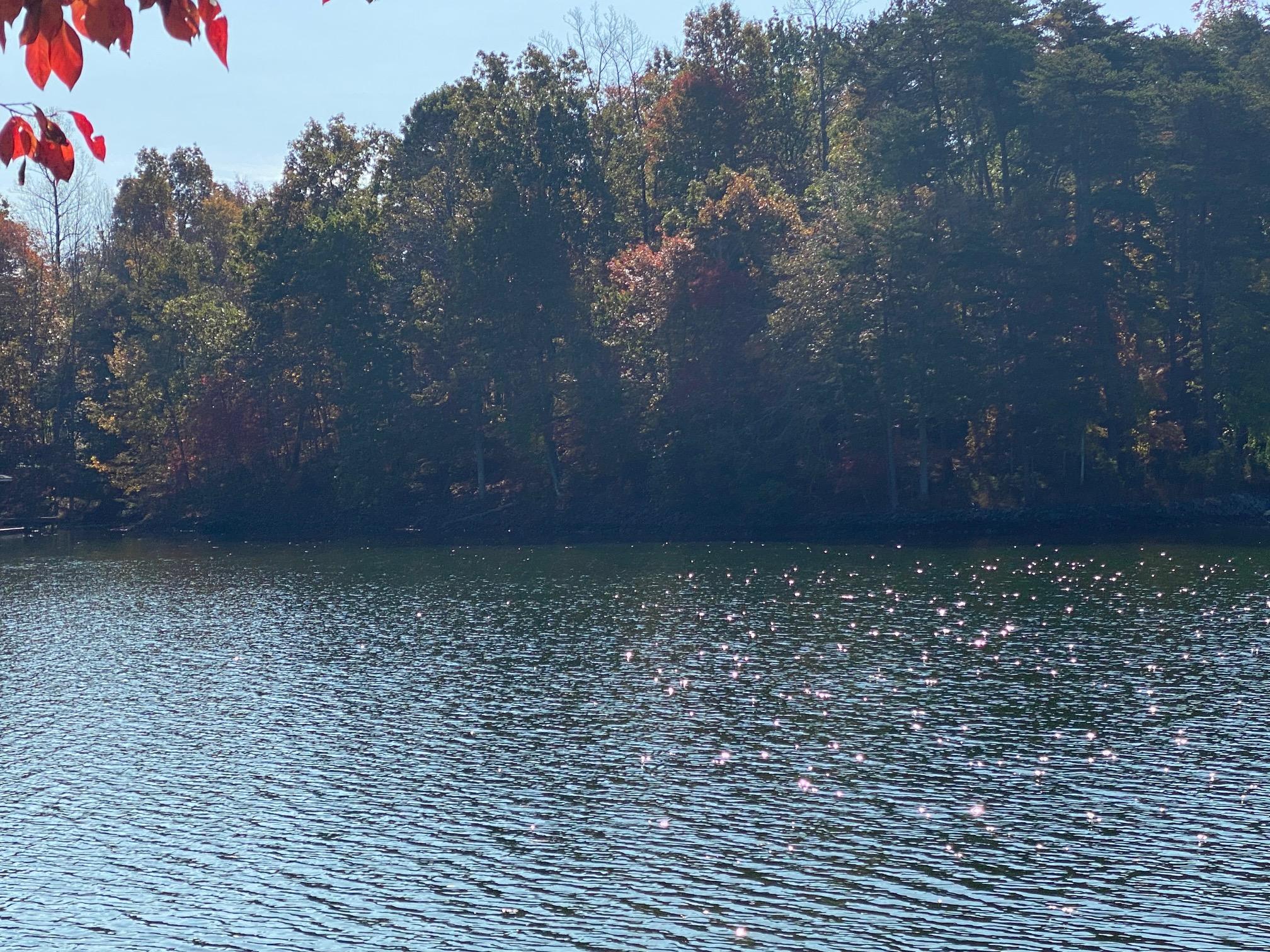 Lot 2 Trading Post Road Huddleston, VA 24104 - Photo 5 of 24 View from the Water - Lots 2 & 3