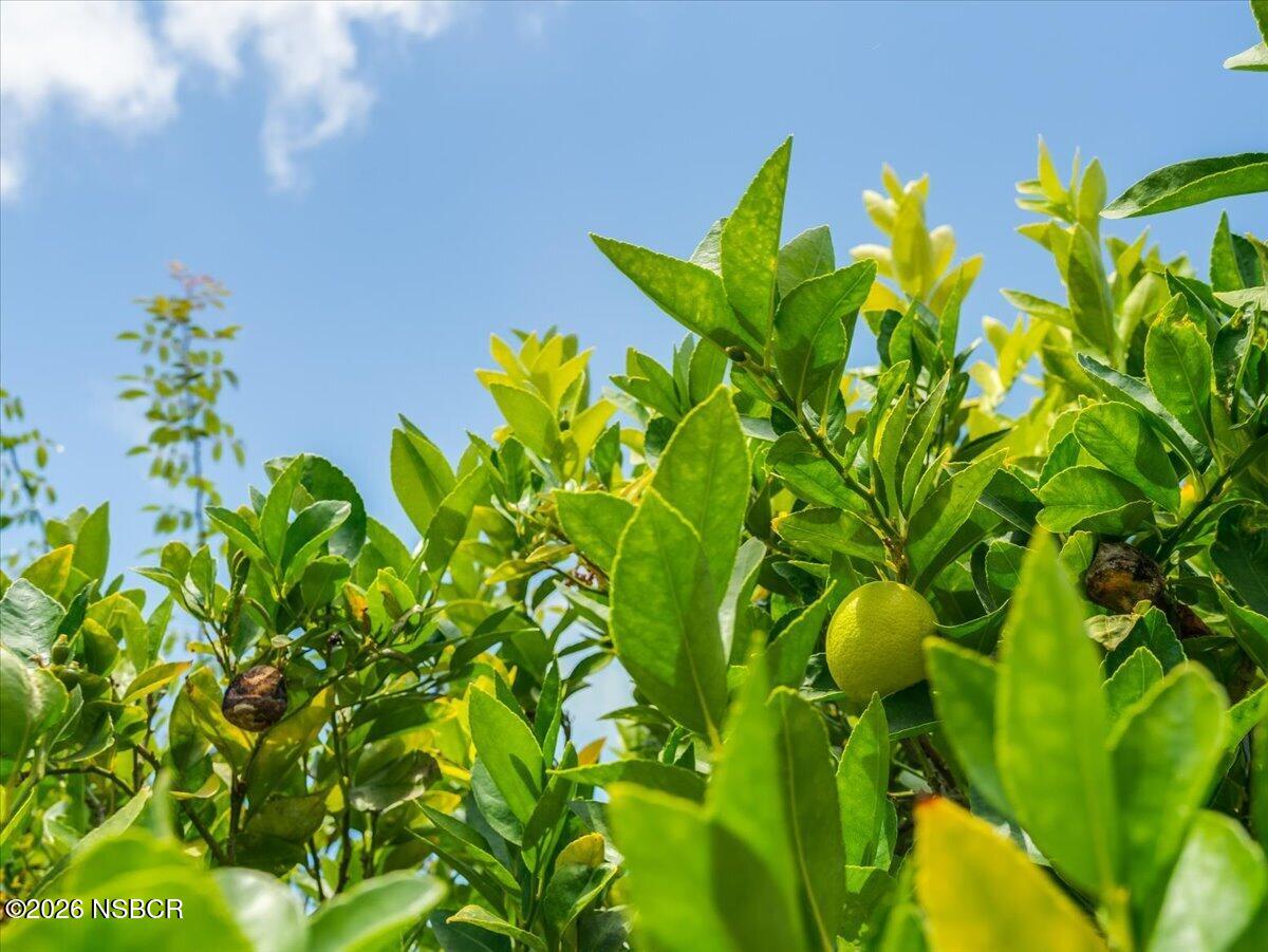 360 Tallyho Road Santa Maria, CA 93455 - Photo 54 of 72 a view of a plant with lots of green space