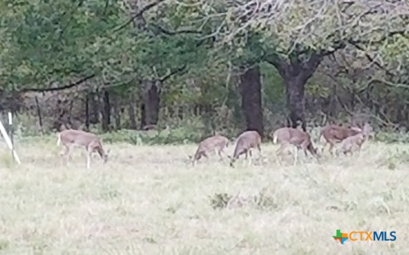Tbd Vilas Road Holland, TX 76534 - Photo 14 of 14