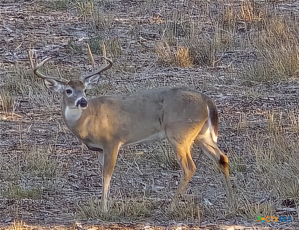 Tbd Vilas Road Holland, TX 76534 - Photo 6 of 14