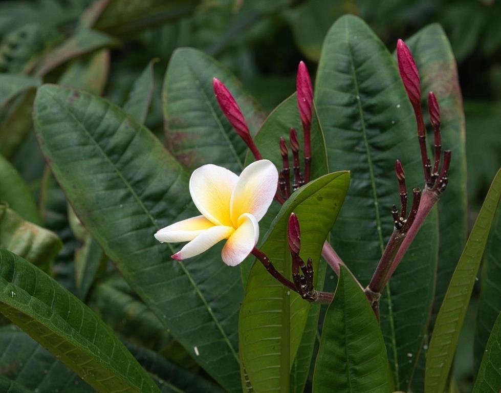 143 Alalele Place Hana, HI 96713 - Photo 23 of 50 a view of a swimming pool
