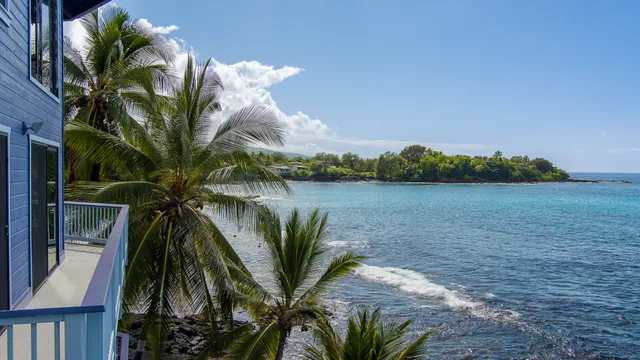 a view of a palm plant in front of a house