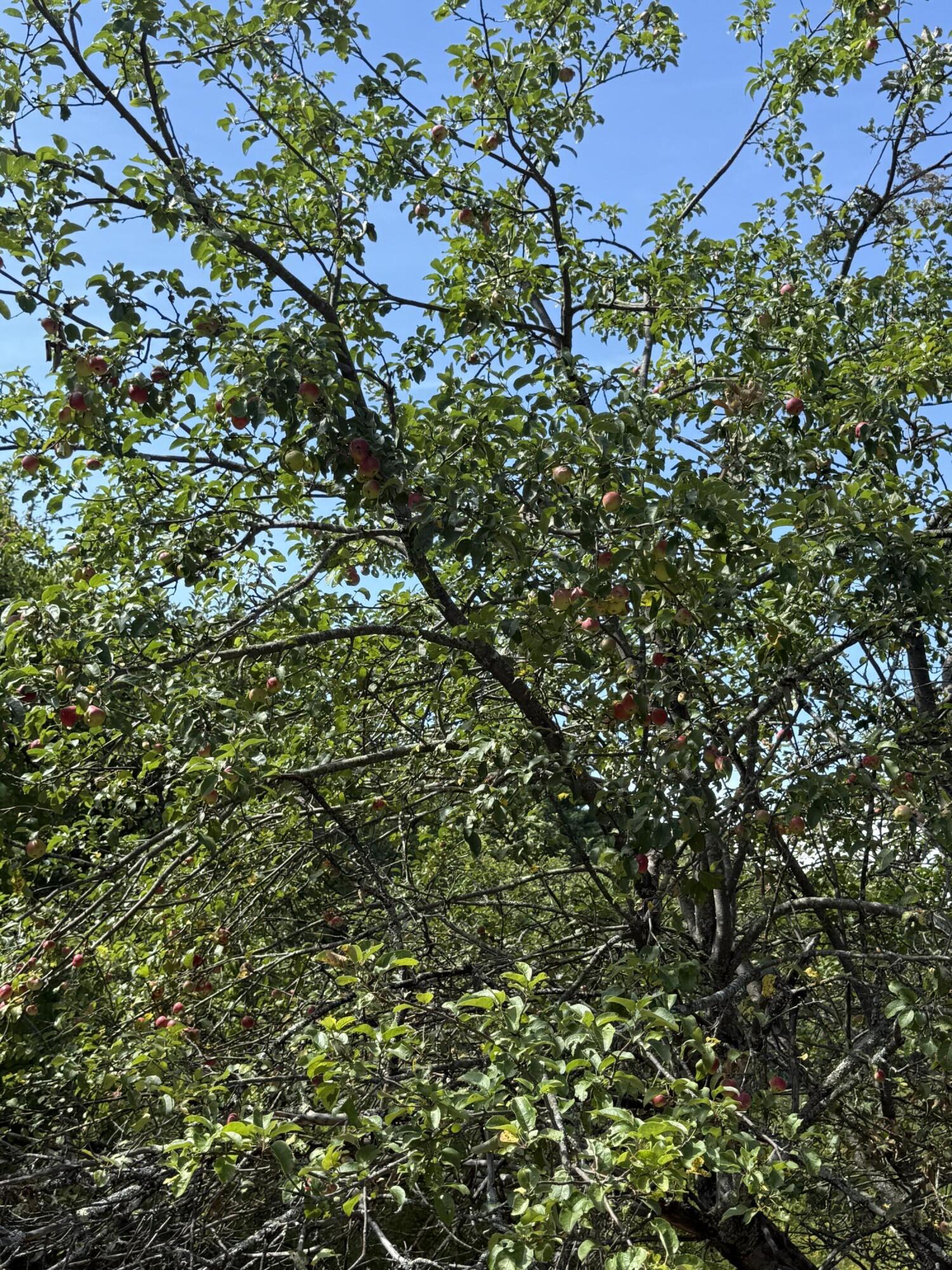 112 Hawk Mountain Road Waterford, ME 04088 - Photo 58 of 70 Apples almost ready to pick
