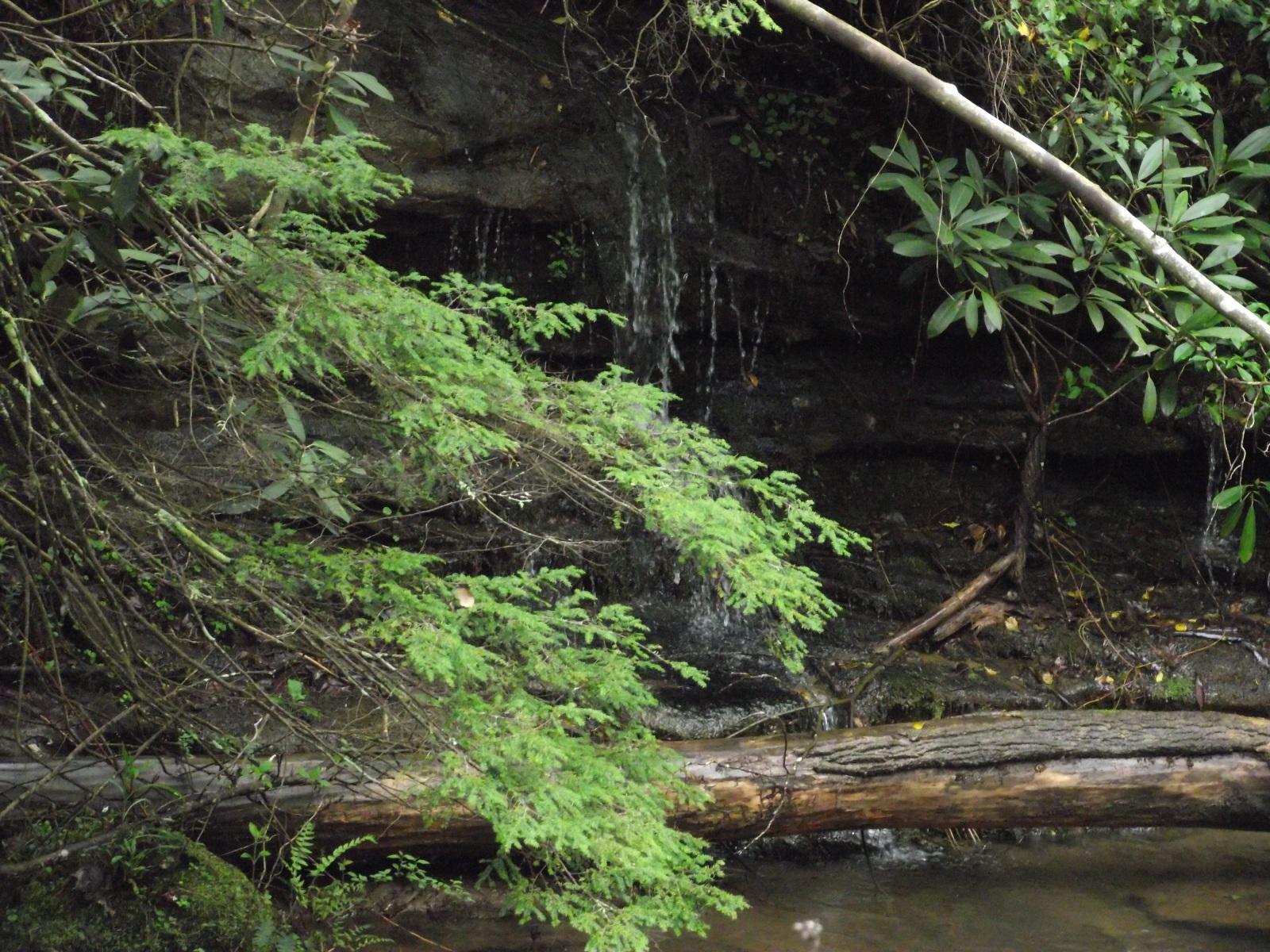3427 Pocket Road Whitwell, TN 37397 - Photo 12 of 18 Natural beauty!