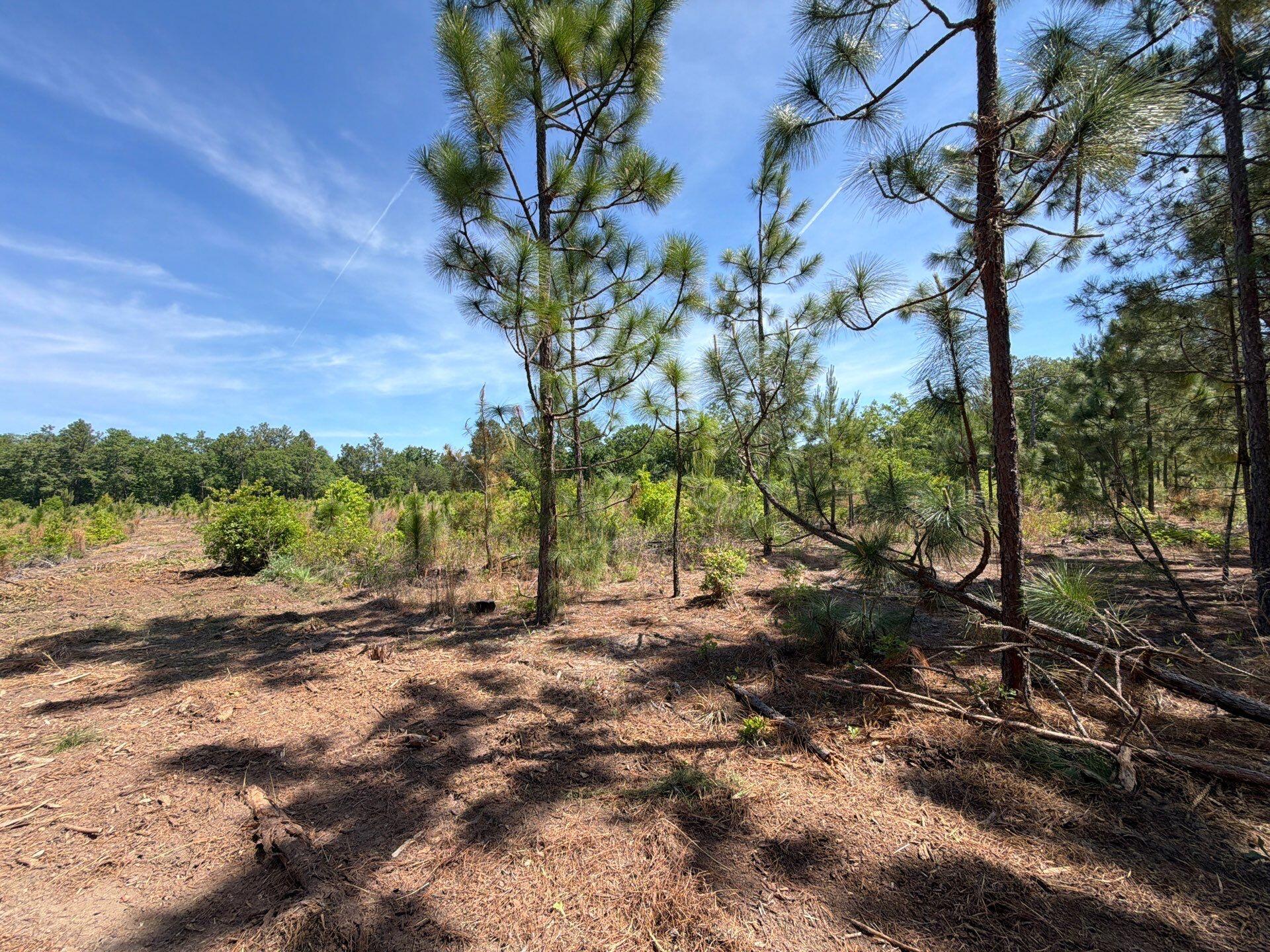 8 Holstein Road, Unit HRF 8 Wagener, SC 29164 - Photo 10 of 23 Gallery Image 10
