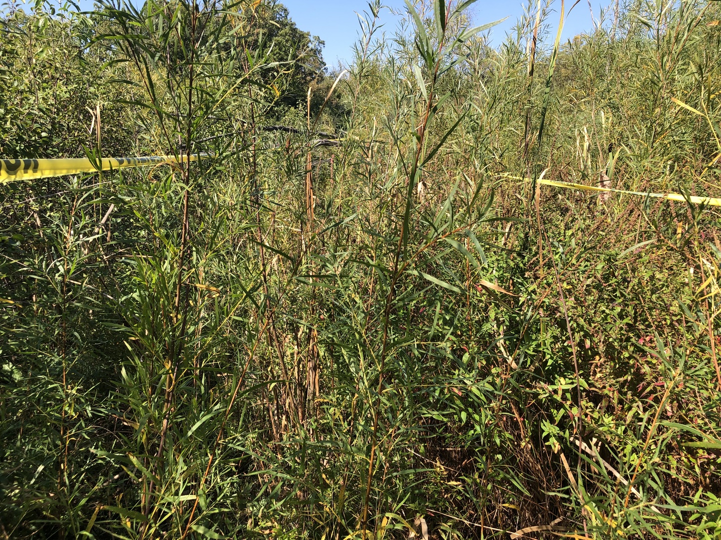 a view of a yard with a tree