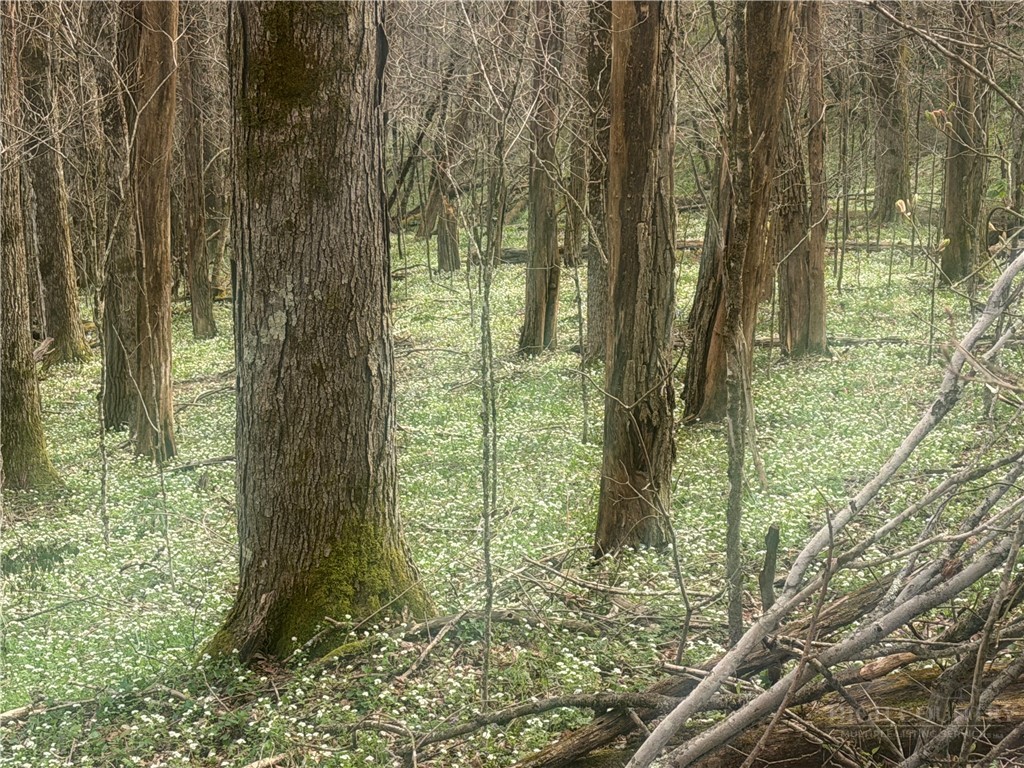 Tbd Lot 48 Tbd Ridge Zionville, NC 28698 - Photo 3 of 18