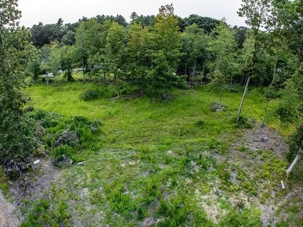 a view of a lush green forest