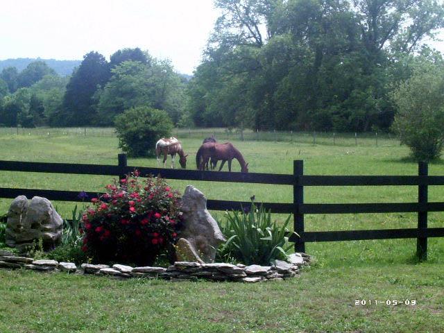 256 Greenvale Road Milton, TN 37118 - Photo 17 of 20 Bring the horses or just enjoy the views!