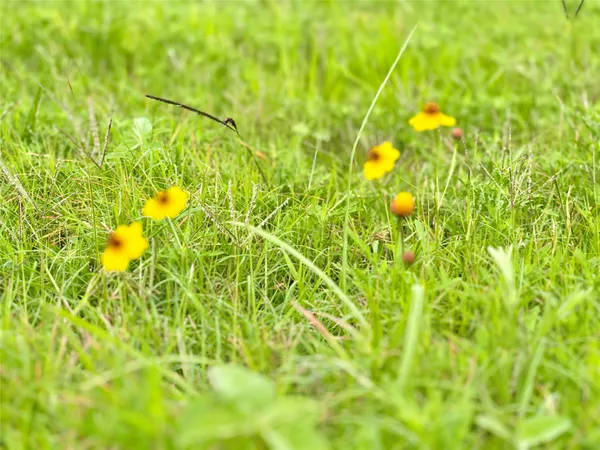 a view of a bunch of plants