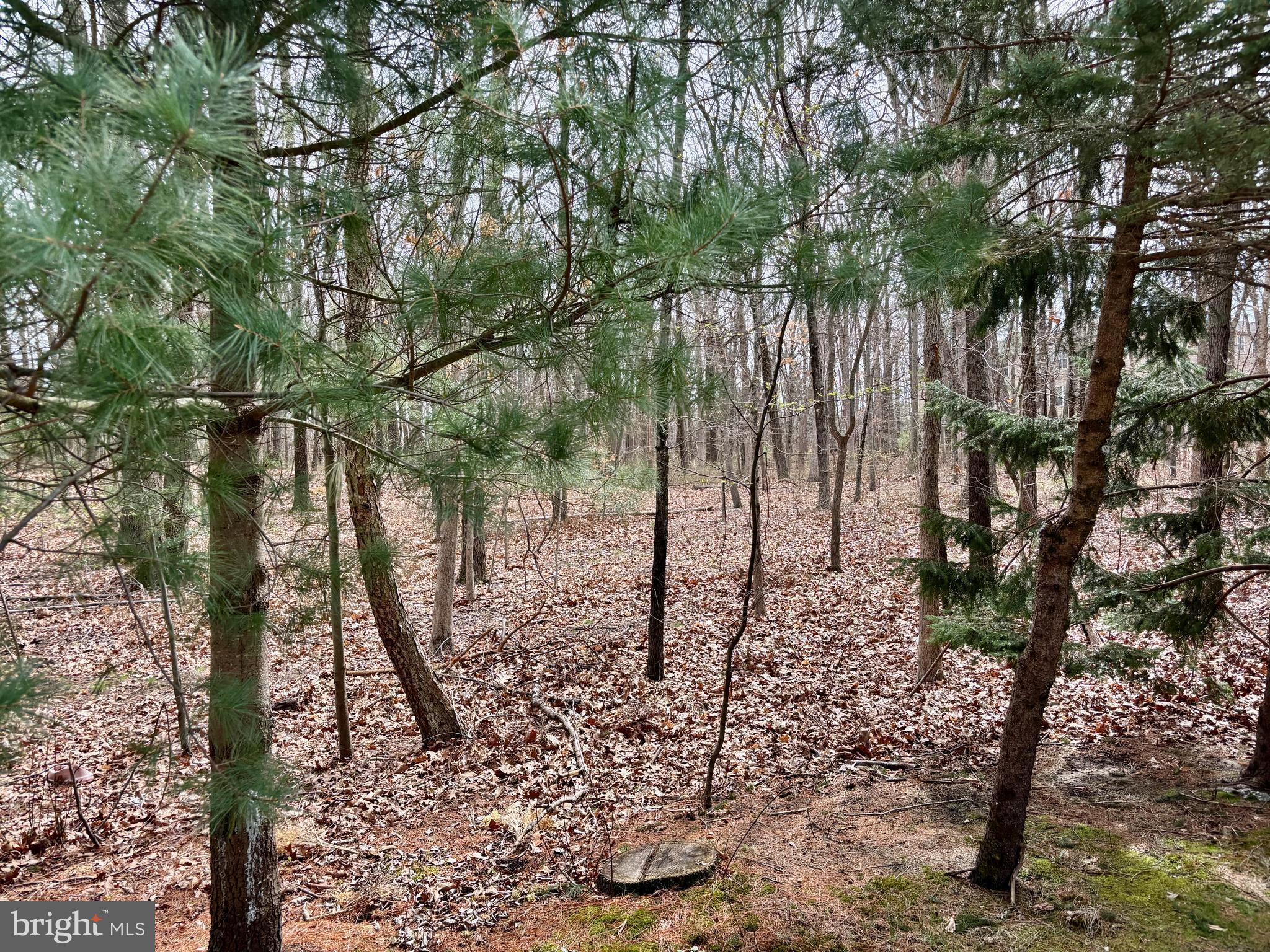 165 Einstein Way Cranbury, NJ 08512 - Photo 31 of 37 a view of a yard with a tree