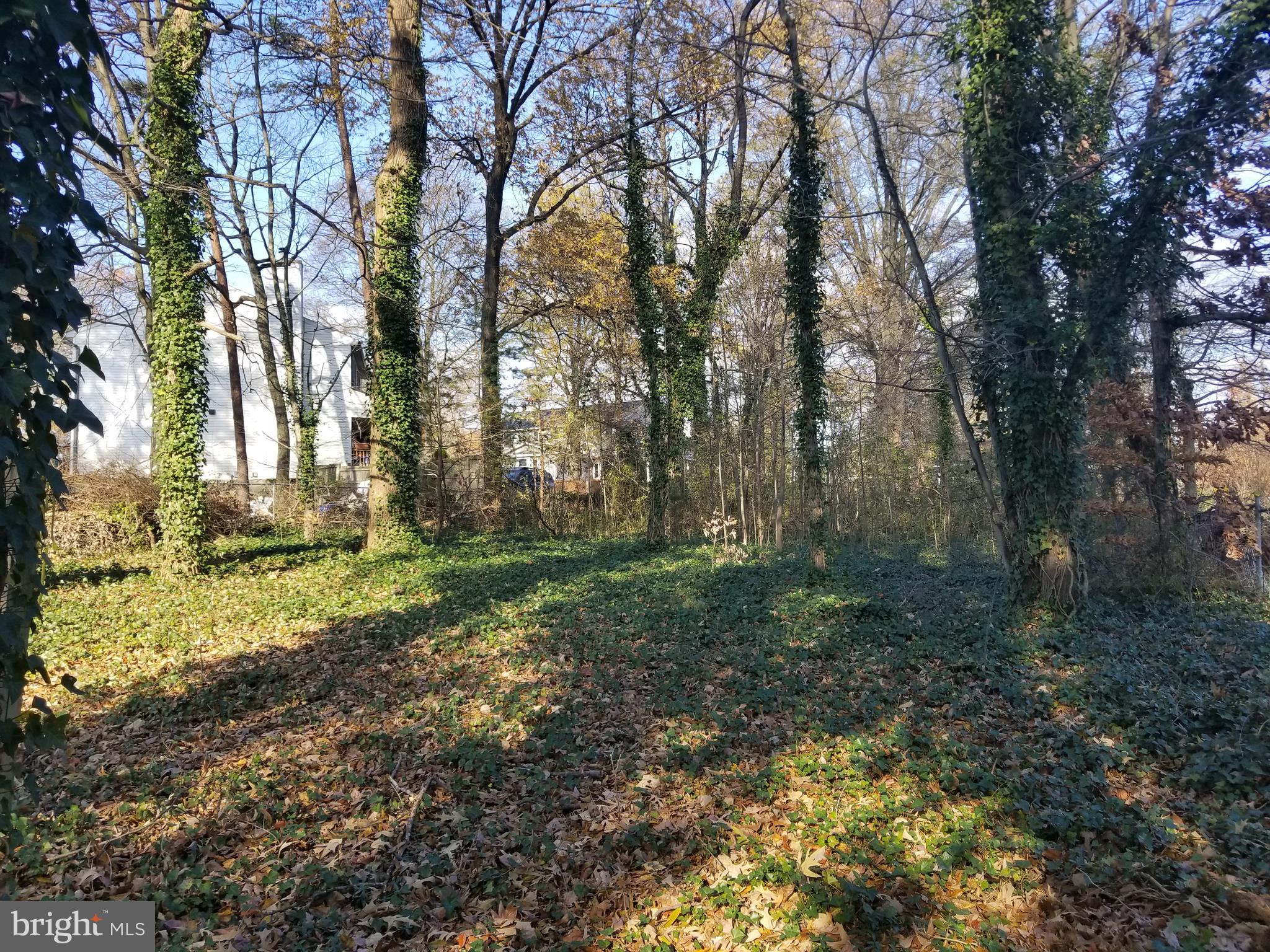 2708 Rambler Place Adelphi, MD 20783 - Photo 40 of 41 a view of a yard with plants and trees