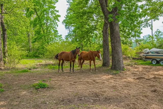 a view of of a yard with large trees and plants