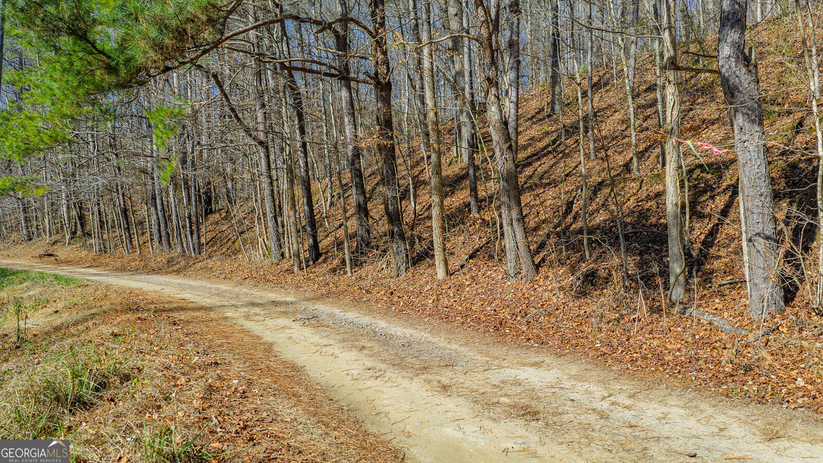 0 Rambling Road Fairmount, GA 30139 - Photo 11 of 15 a view of dirt yard with a tree