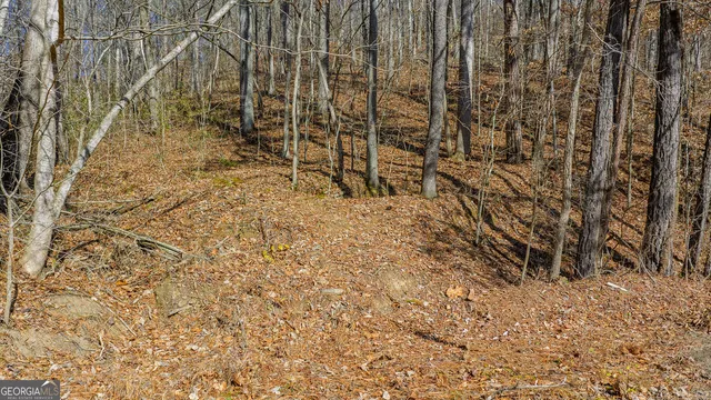 a view of a yard with trees
