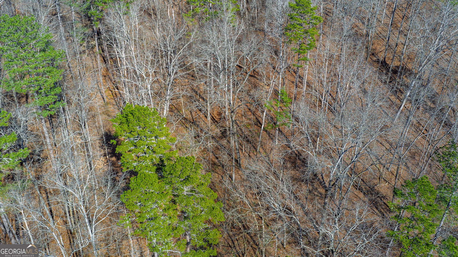 0 Rambling Road Fairmount, GA 30139 - Photo 15 of 15 a plant view in yard