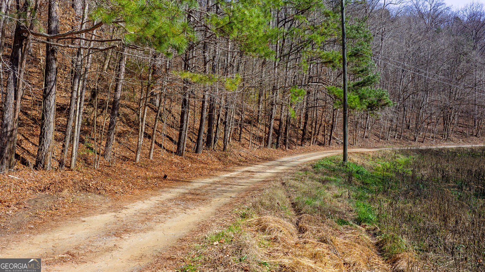 0 Rambling Road Fairmount, GA 30139 - Photo 4 of 15 a view of a yard with large trees
