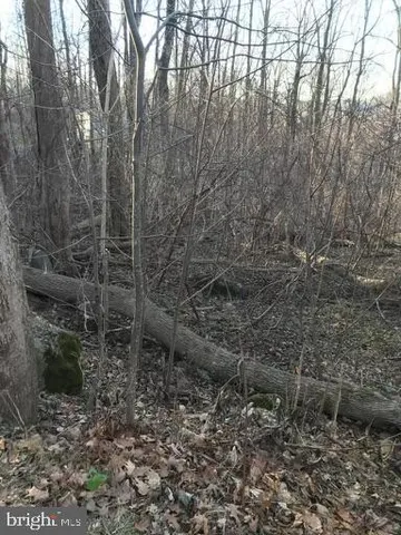 a view of a forest with a trees