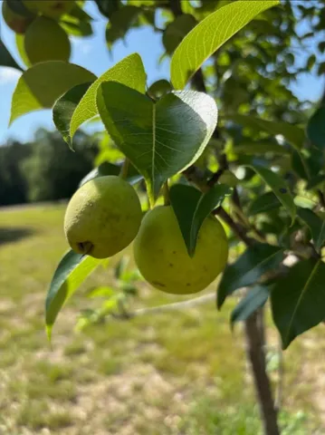 $565,000 | 151 Wabash Lane, Ruffin, SC 29475